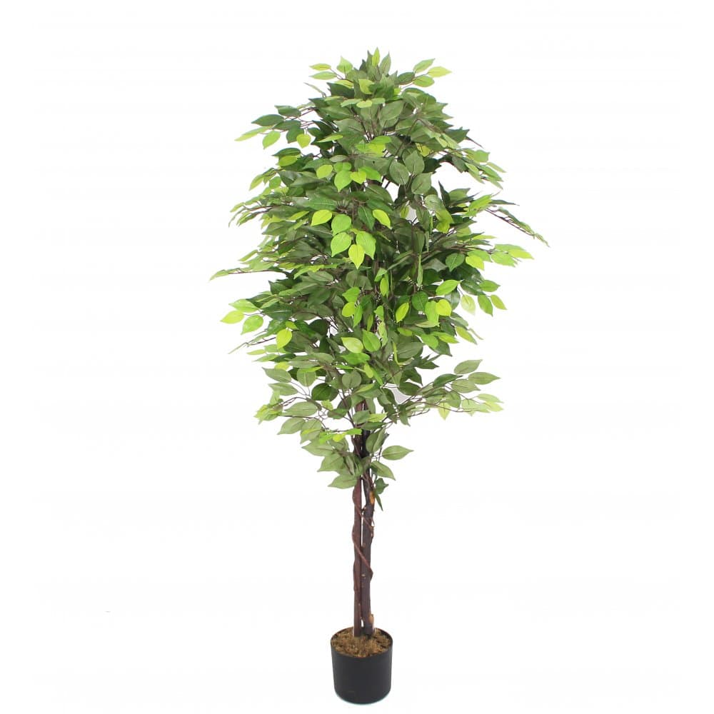 Konstväxt fikus | 180cm