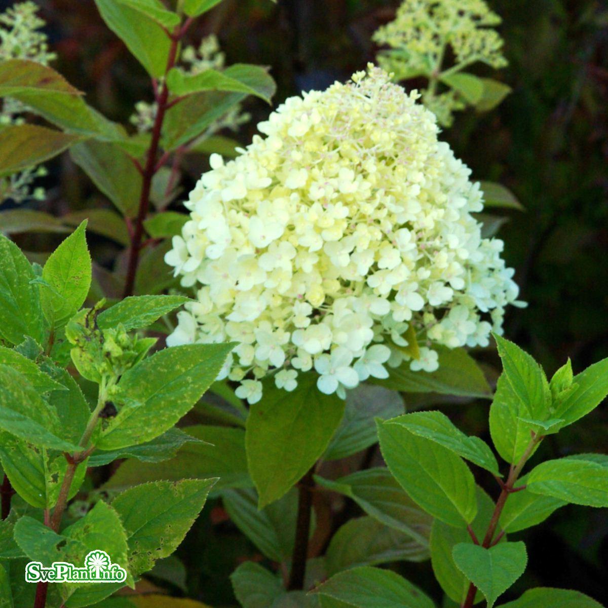 Vipphortensia 'Limelight' co 3-pack