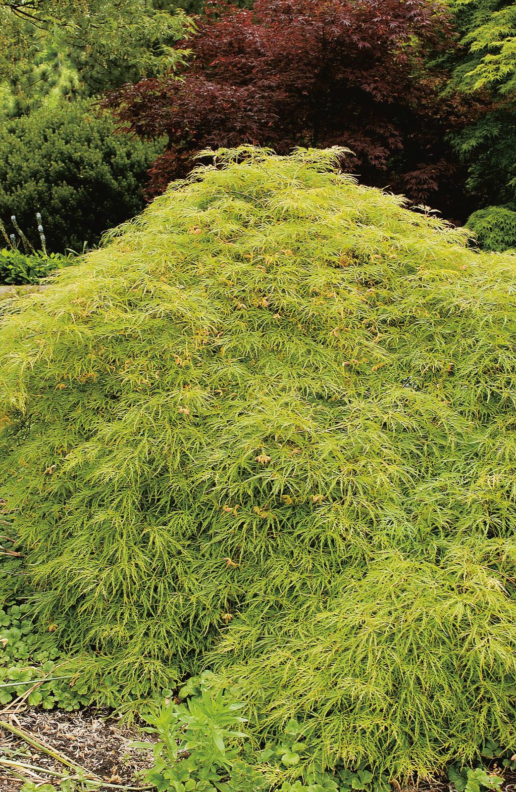 Trädgård - Växter - Prydnadsbuskar - Japansk Lönn