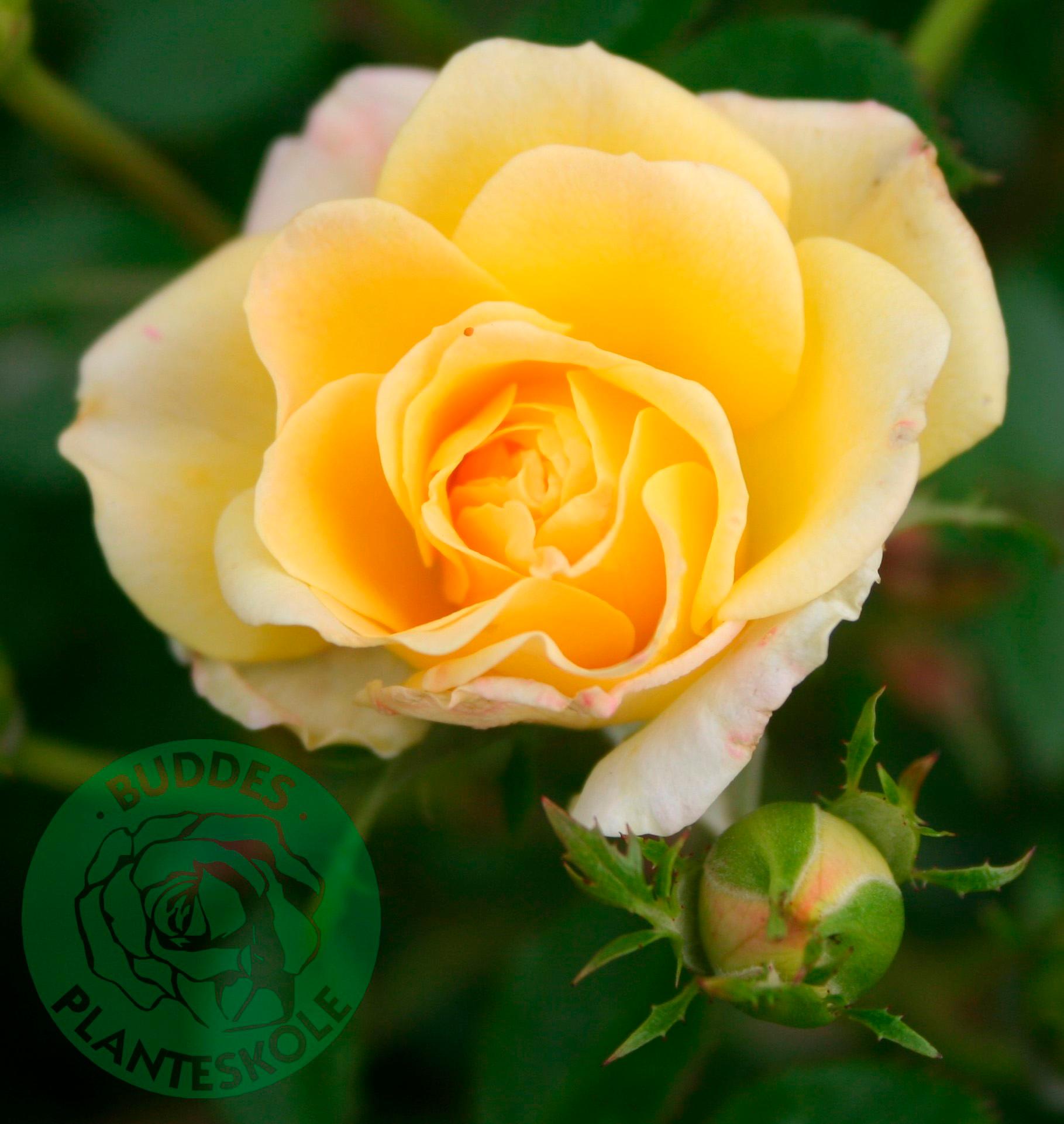 Trädgård - Växter - Rosor - Marktäckande rosor