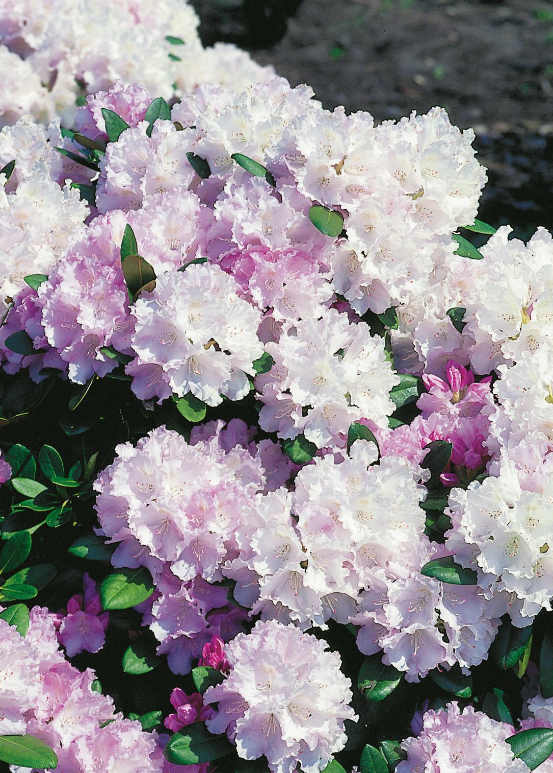 Trädgård - Växter - Prydnadsbuskar - Rhododendron