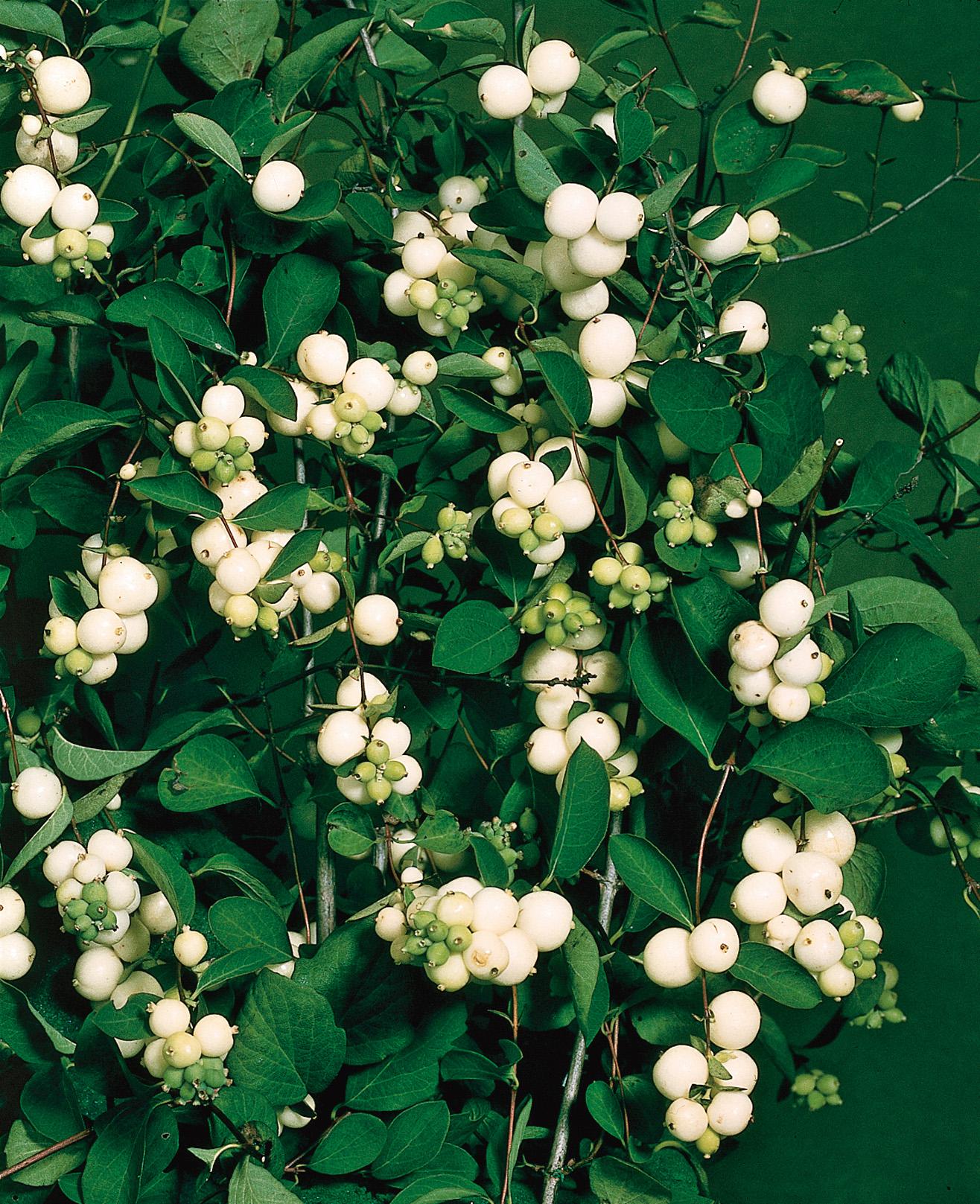 Trädgård - Växter - Prydnadsbuskar - Snöbärsbuske