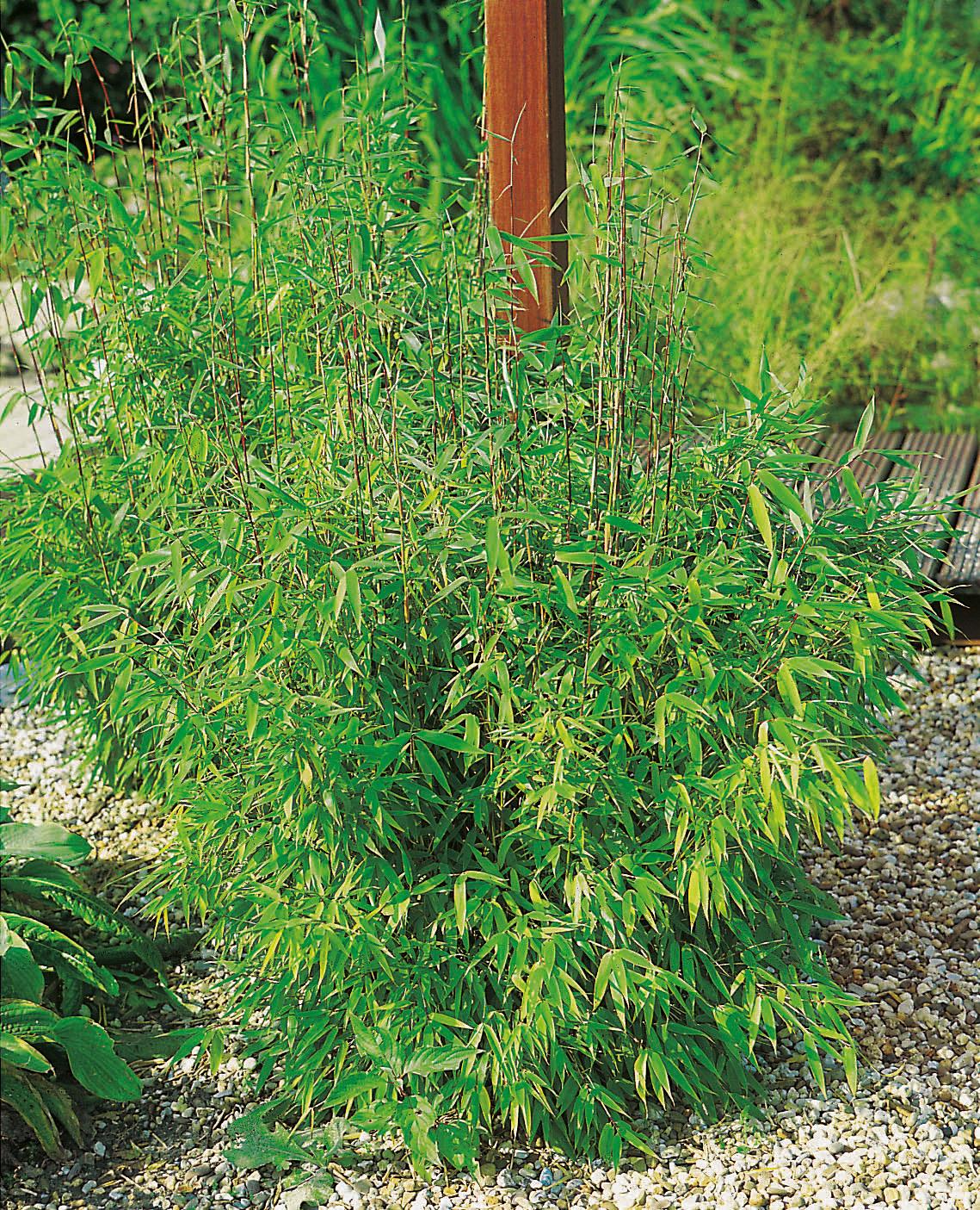 Trädgård - Växter - Prydnadsbuskar - Bambu
