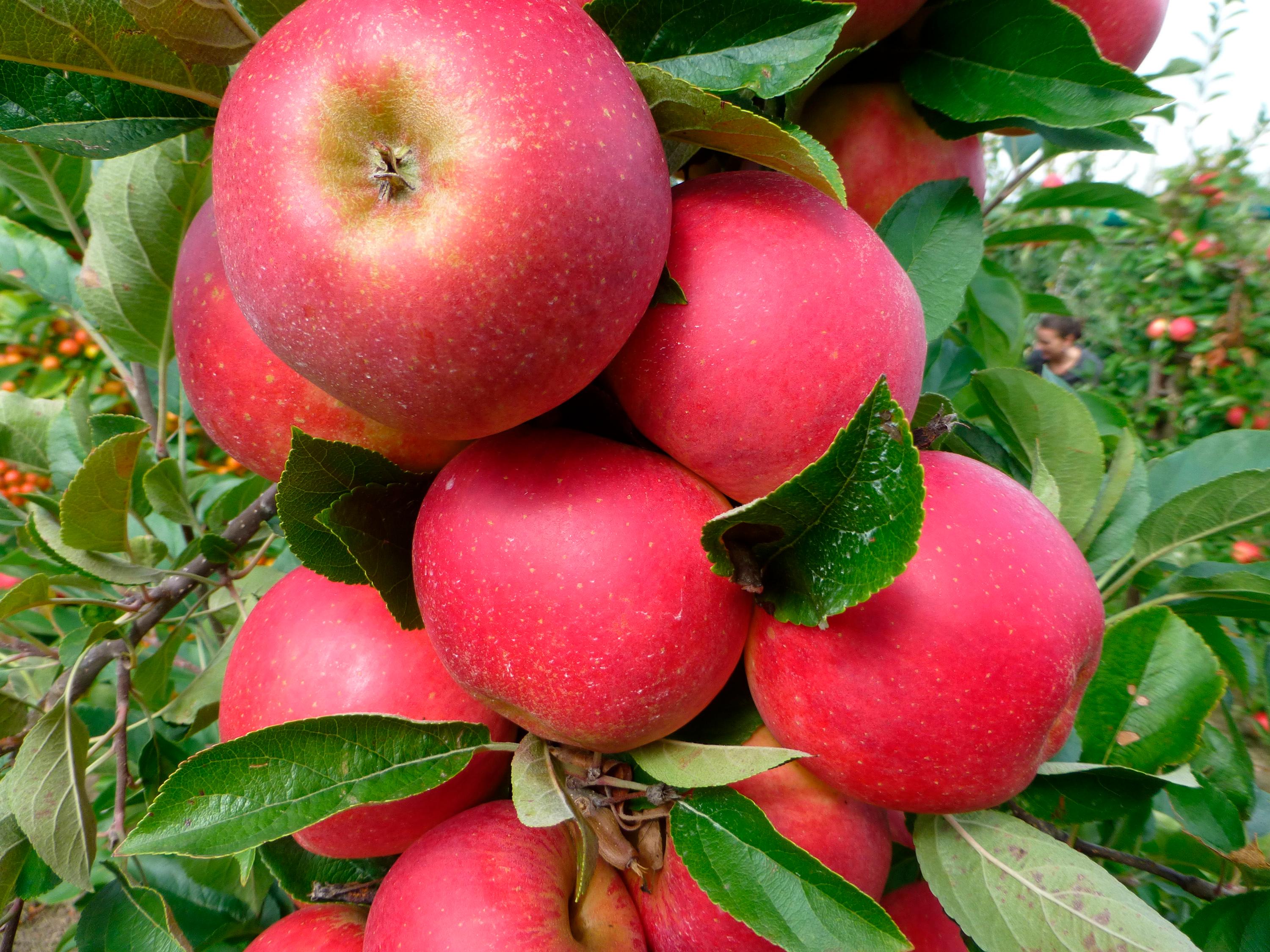Trädgård - Växter - Fruktträd - Äppelträd