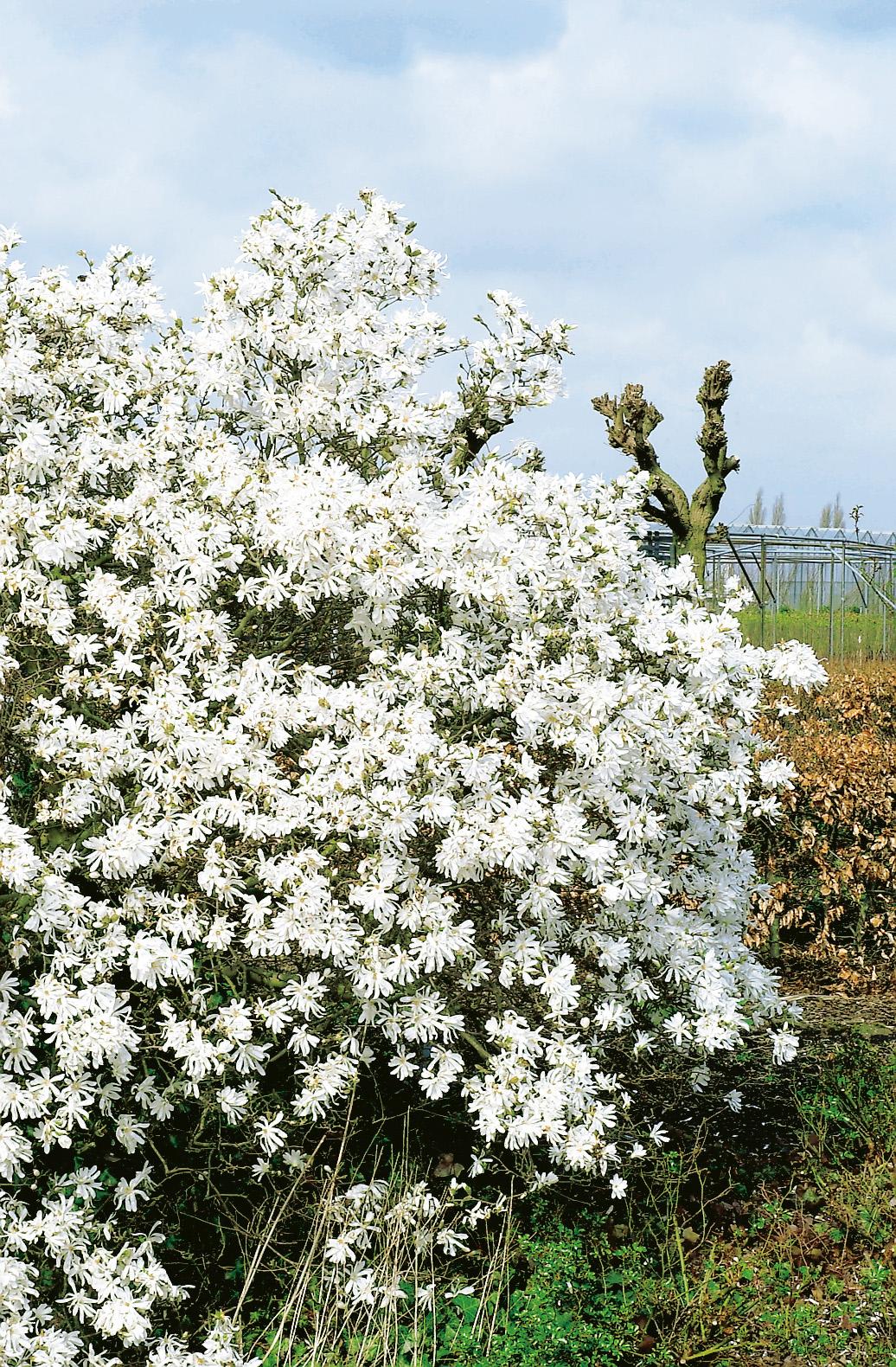 Trädgård - Växter - Prydnadsbuskar - Magnolia