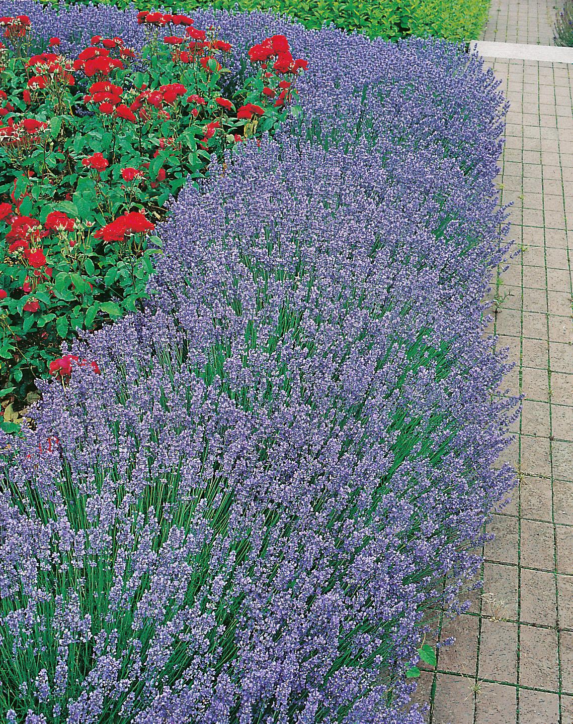 Trädgård - Växter - Perenner - Lavendel