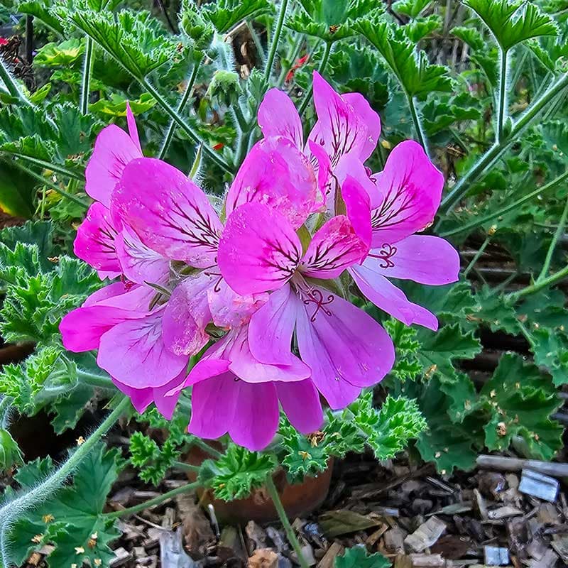 Doftpelargon Brilliant, rosacerise blommor vinröda märken kryddig doft snabbväxande