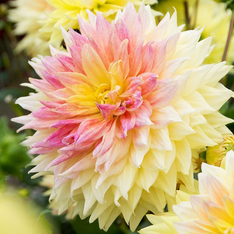 Dekorativdahlia 'Advance'