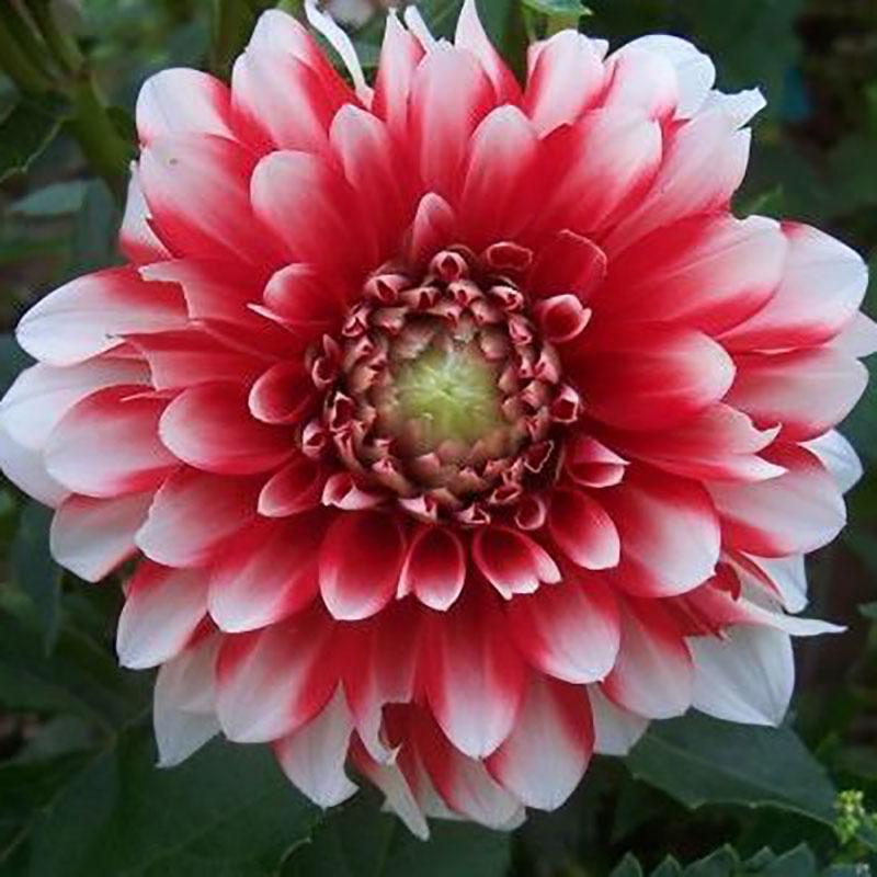 Dekorativdahlia 'Musette'