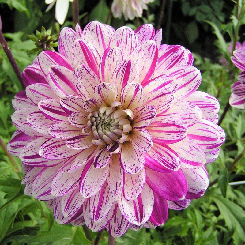 Dekorativdahlia 'Smokey'