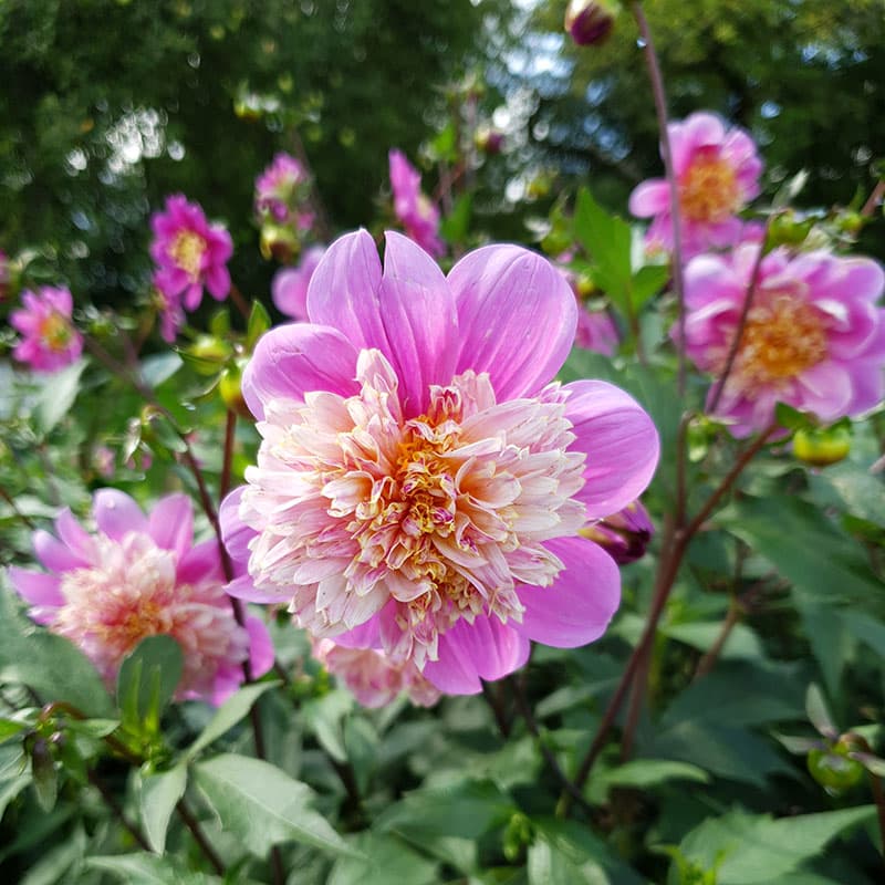 Anemondahlia Take Off, aprikos lila 80cm 1 knöl juli–okt sol/halvskugga