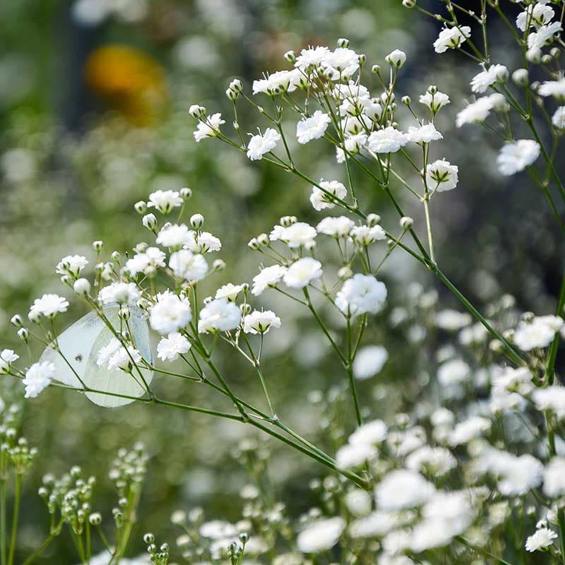 Brudslöja, vit jul–sep 90 cm sol luftig sommarblom 3 st rötter storlek I