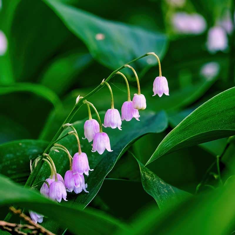 Liljekonvalj Rosea, rosa maj–jun 20–31 cm skugga ovanlig sort 3 st lök I
