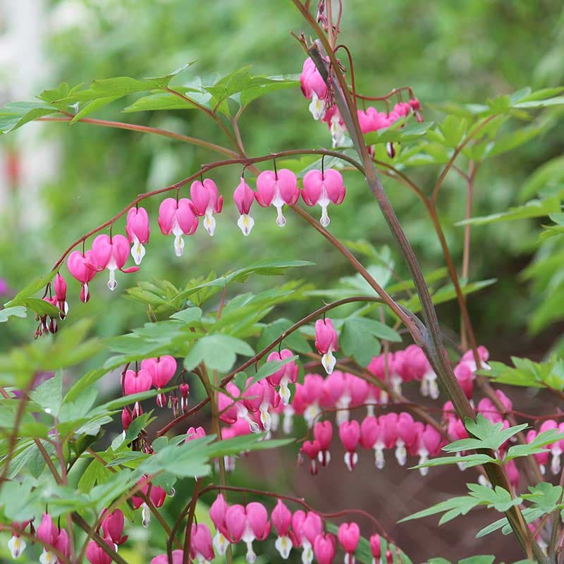 Löjtnantshjärta, rosa/vit maj–jun 90 cm halvskugga klassiker 1 st rötter storlek I