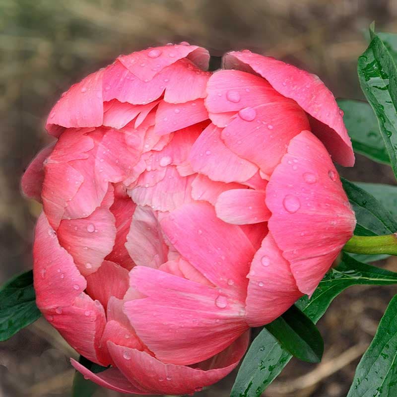 Luktpion Coral Sunset, korallrosa jun–jul 90 cm sol/halvskugga, 1 st  rot storlek I