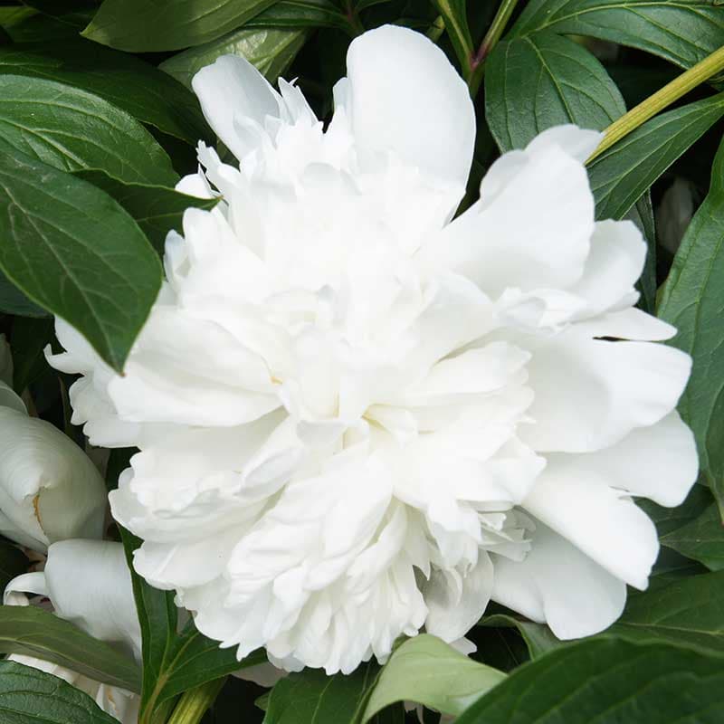 Luktpion Gardenia, vit fylld blom jun–jul 80–90 cm sol/halvskugga  1 st rot storlek I