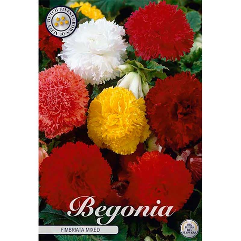 Begonia 'Fimbriata Mix' 3 knölar mix fransig begonia höjd ca 20 cm juli–okt halvskugga