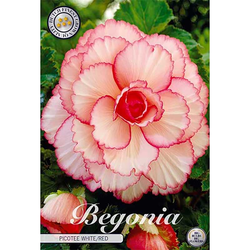 Begonia Picotee White/Red 3 knölar vit röd hängbegonia höjd 25–30 cm juni–okt halvskugga
