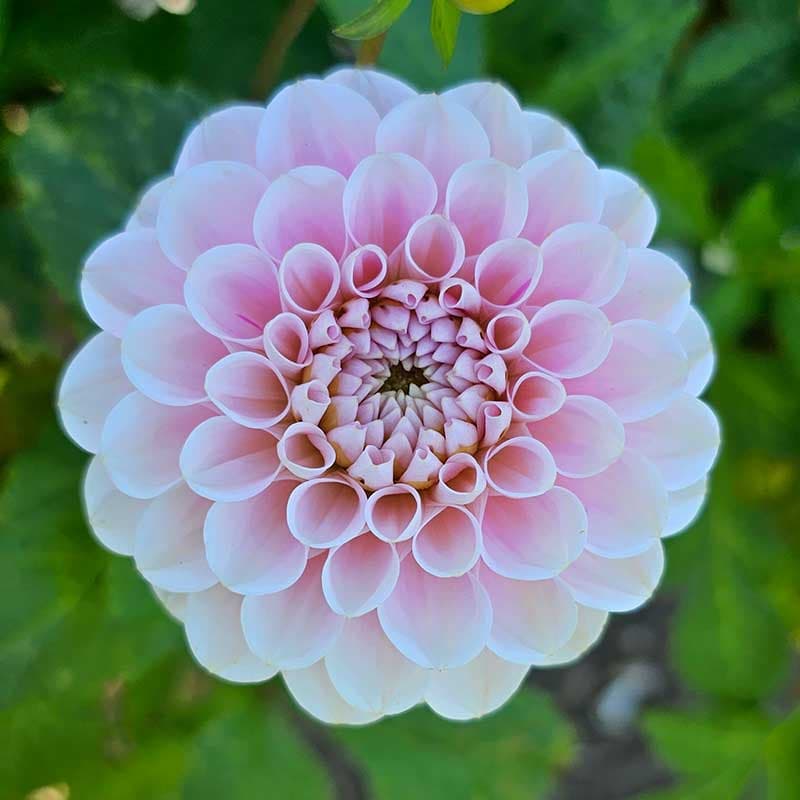 Bolldahlia 'Wizard of Oz'