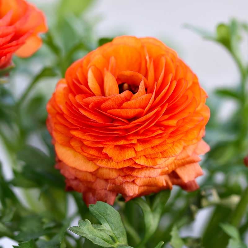 Bukettranunkel 'Orange' 10 knölar gul orange 45 cm juli sep sol halvskugga Ranunculus 6/7