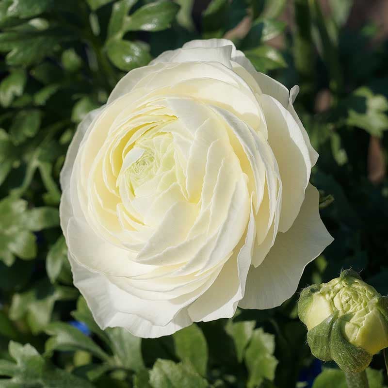 Bukettranunkel 'White' 10 knölar vit lime 40 cm juli sep halvskugga Ranunculus asiaticus 6/7