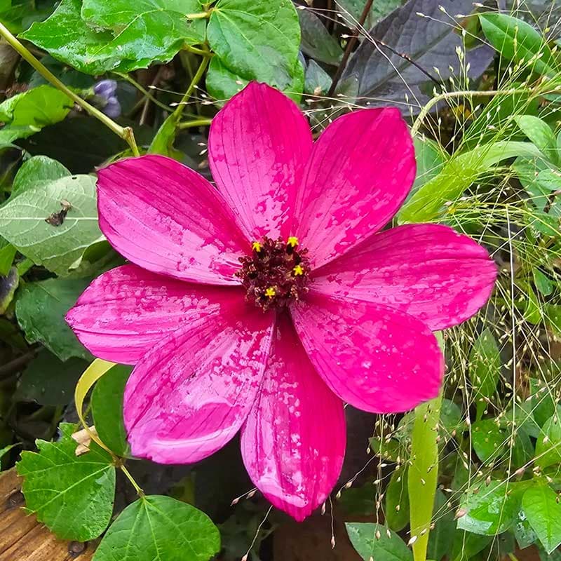 Chokladskära Cherry Chocolate, ceriseröd jun–sep 40–60 cm sol rötter 1 st I