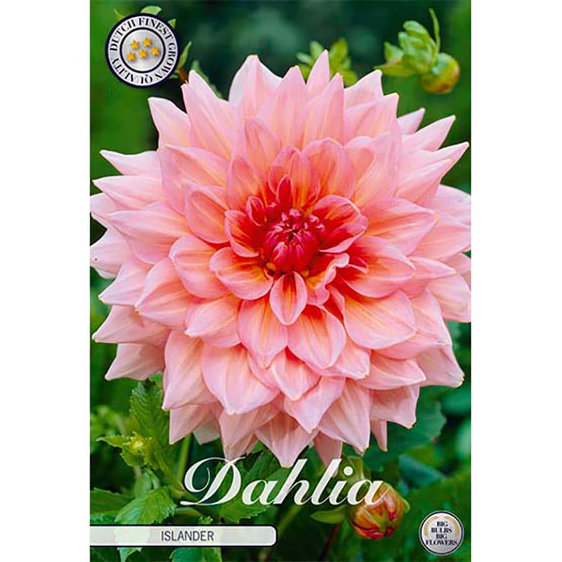 Dahlia Islander, rosa 80cm 1 knöl juli–okt stora 25cm blommor soligt läge