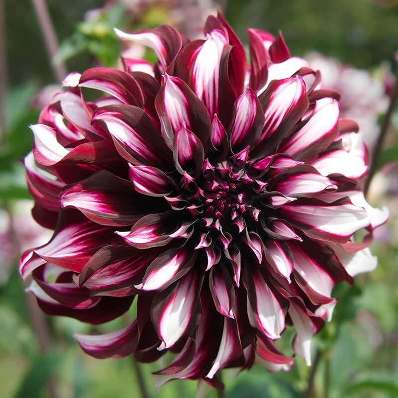 Dahlia Tartan, vinröd vit 130cm 1 knöl juli–aug sol/halvskugga snittvänlig