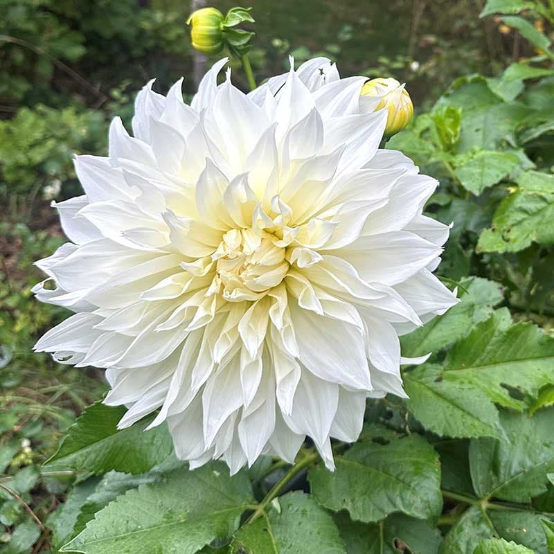Dahlia White Perfection, vit 120cm 1 knöl juli–okt dekorativ snittvänlig