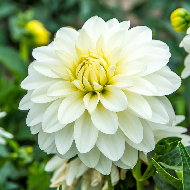 Dekorativdahlia Art Fair, vit 30cm 1 knöl juli–okt låg kompakt för kruka