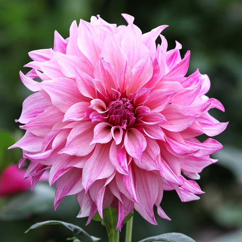 Dekorativdahlia Cafe au Lait Royal, 1 knöl, beige aprikos 100cm, juli–okt