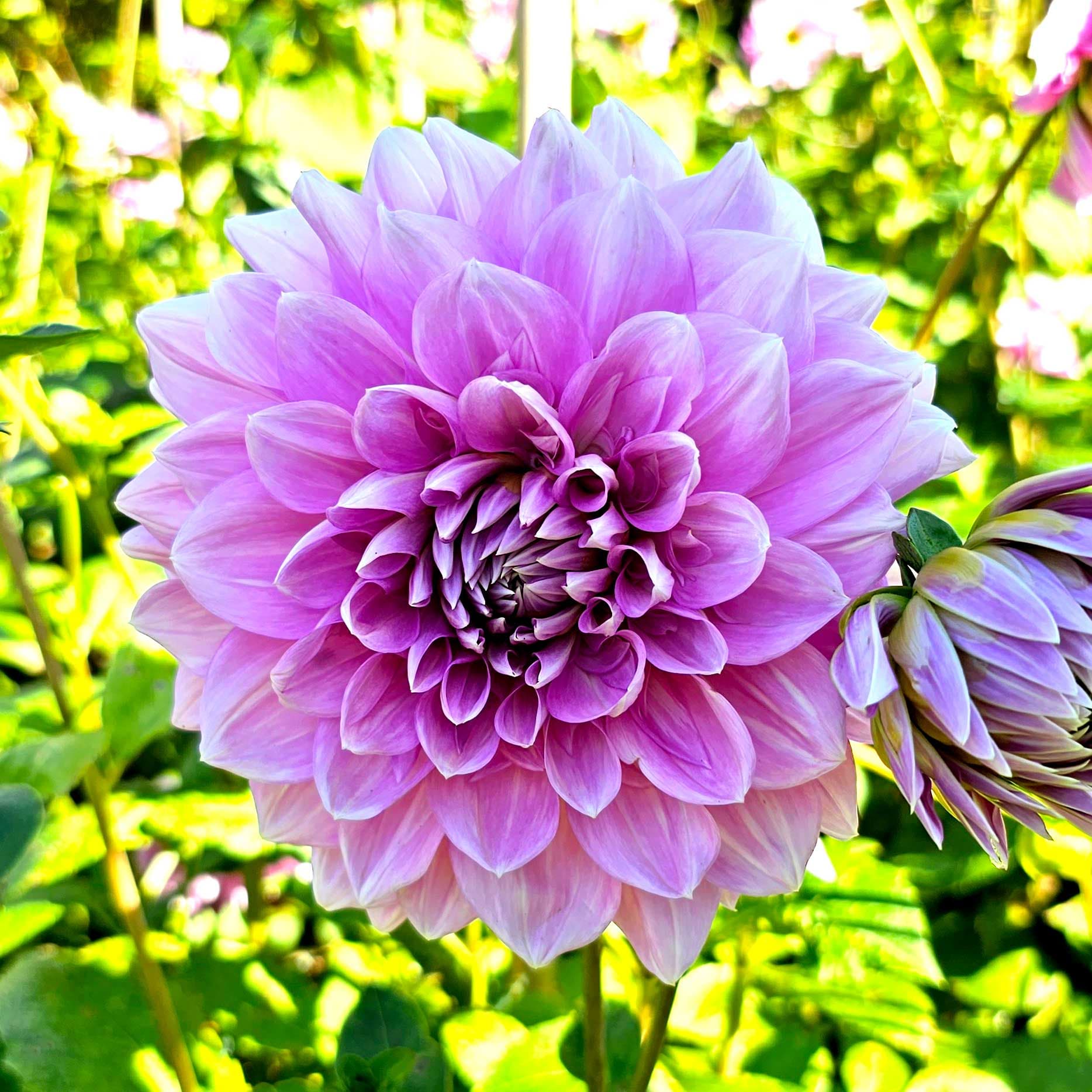 Dekorativdahlia Lavender Perfection, lila 100cm 1 knöl juli–okt rikblommig