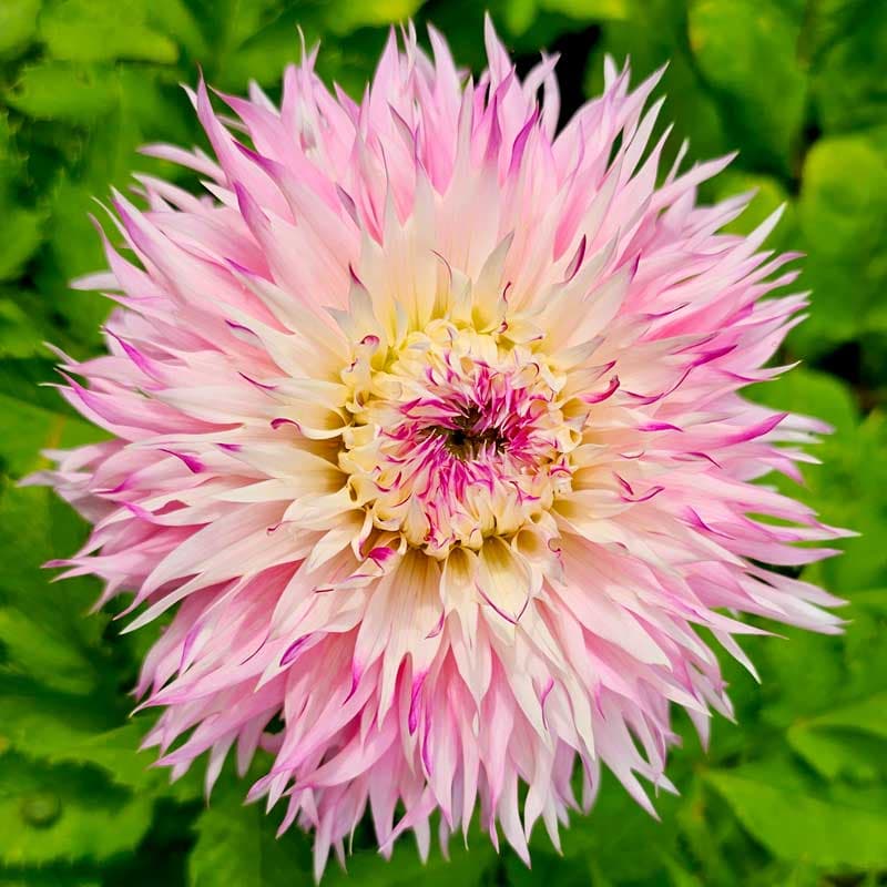 Dahlia Pinelands Princess, dekorativ 80cm 1 knöl juli–aug för kruka rabatt