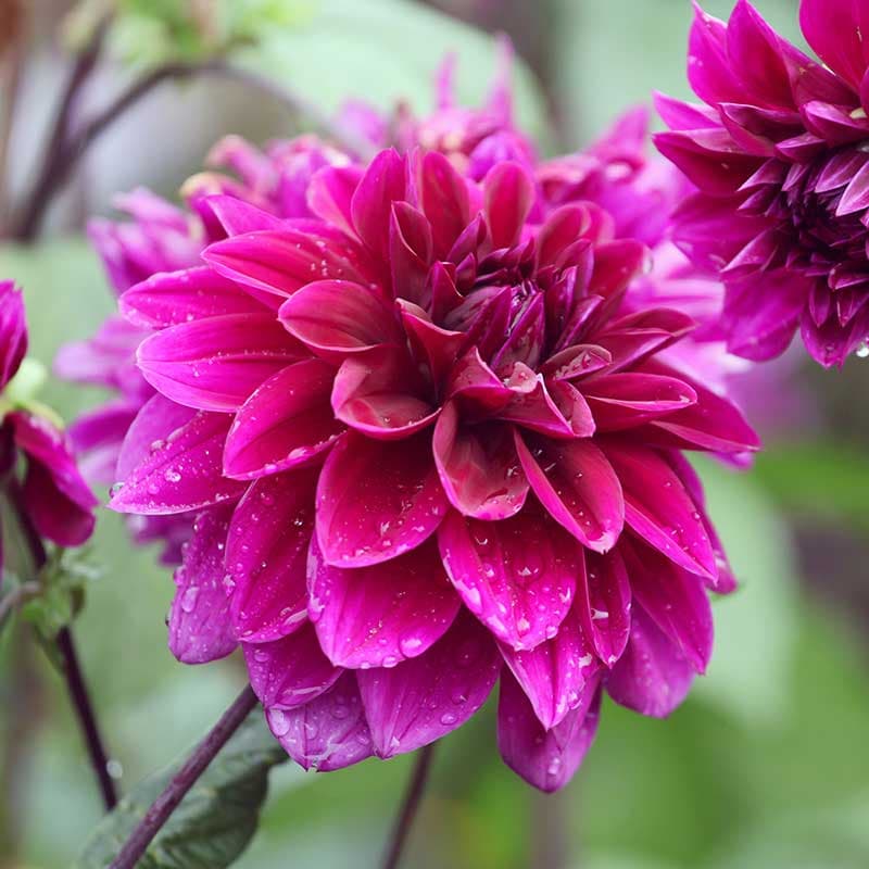 Dekorativdahlia Thomas A Edison, lila 90cm 1 knöl juli–okt stora tallriksblommor