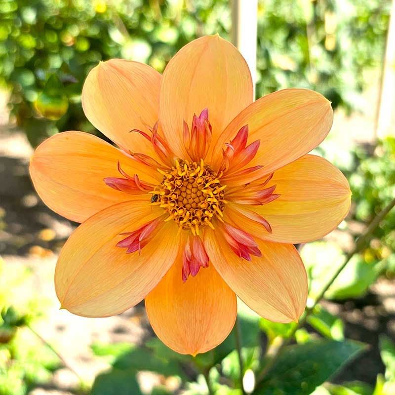 Halskråsdahlia Kelsey Annie Joy, 1 knöl, orange rosa 70cm, juli–okt bra pollinatör