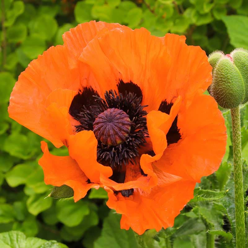 Jättevallmo Pinnacle, orange jun–jul 50 cm sol/halvskugga perenn 1 st rötter storlek I