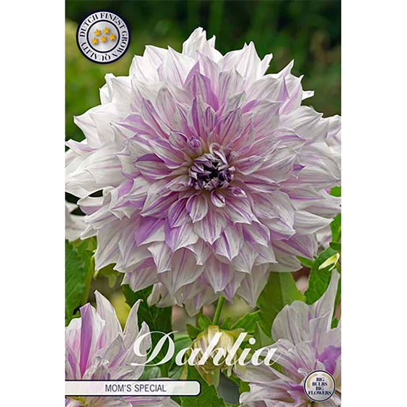 Dekorativdahlia Moms Special, 1 knöl, vit lila 100cm juli–okt stora blommor