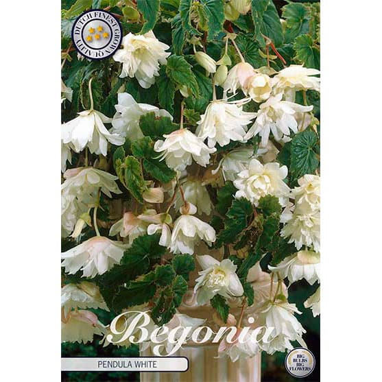 Hängbegonia 'White' 3 knölar vit häng sort höjd 30 cm juli–okt halvskugga