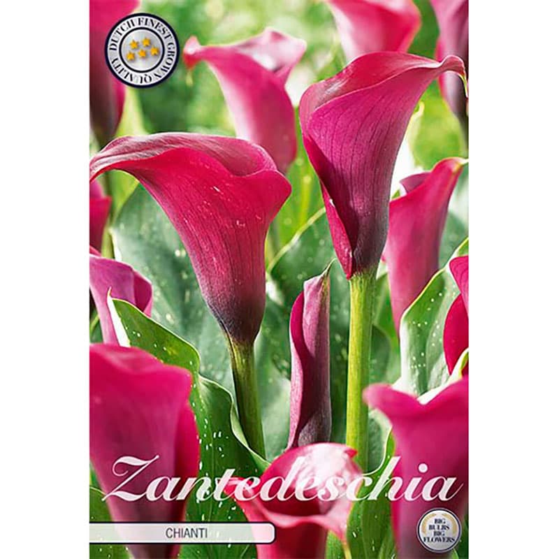 Prickkalla 'Chianti', mörkt rödblommig, flerårig knölväxt, bra som snittblomma, 45 cm, 1 lök
