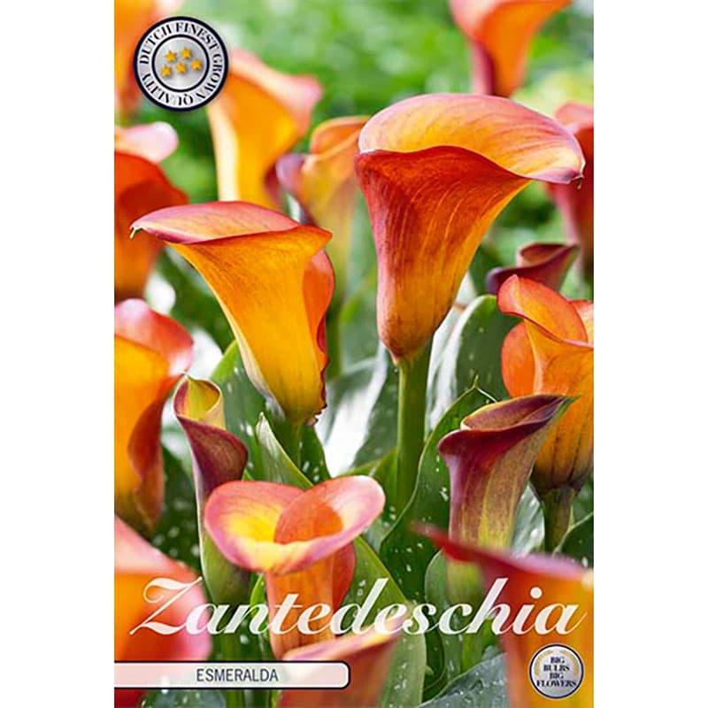 Prickkalla 'Esmeralda', honungsgula blommor, flerårig knölväxt, utsökt snittblomma, 45 cm