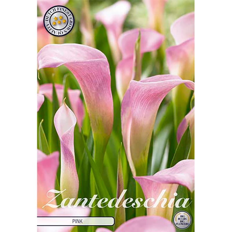 Prickkalla 'Light Pink', ljusrosa blommor, flerårig knölväxt, bra i rabatt eller kruka, 45 cm