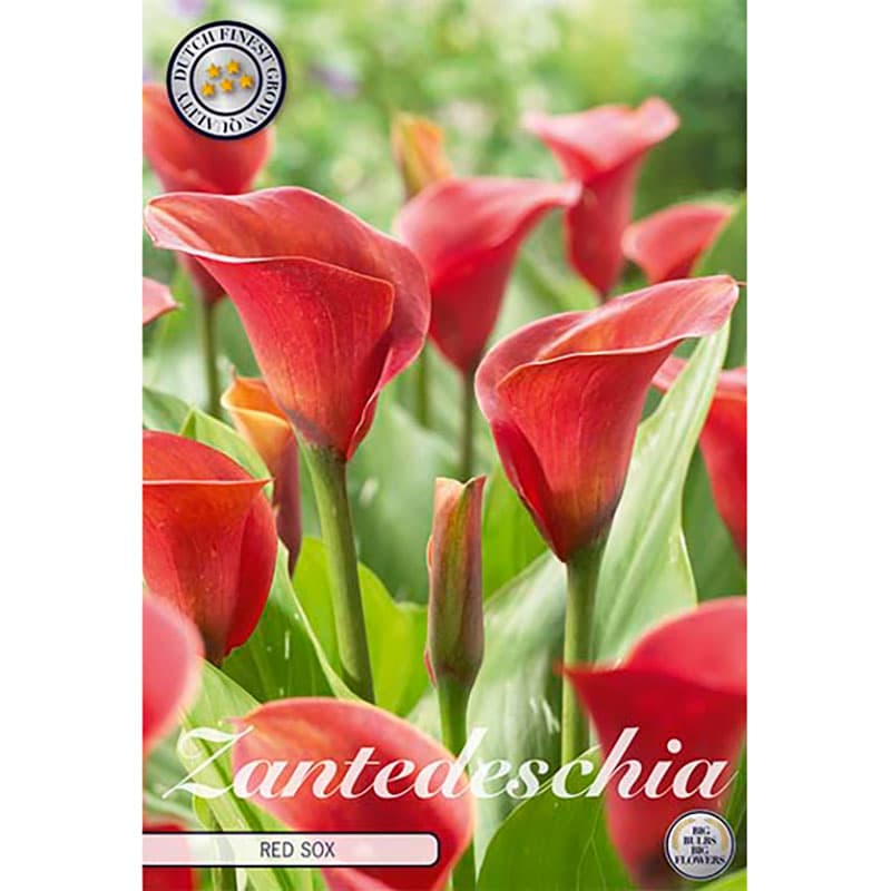Prickkalla 'Red Sox', Röd, 45 cm, juni-sep, halvskugga, 1 per förpackning, 14/16.