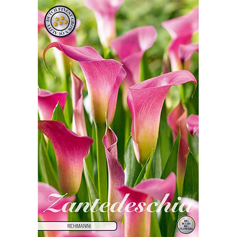 Skär kalla 'Rehmanii', rosa trumpetformade blommor, flerårig knölväxt, 45 cm, snittblomma