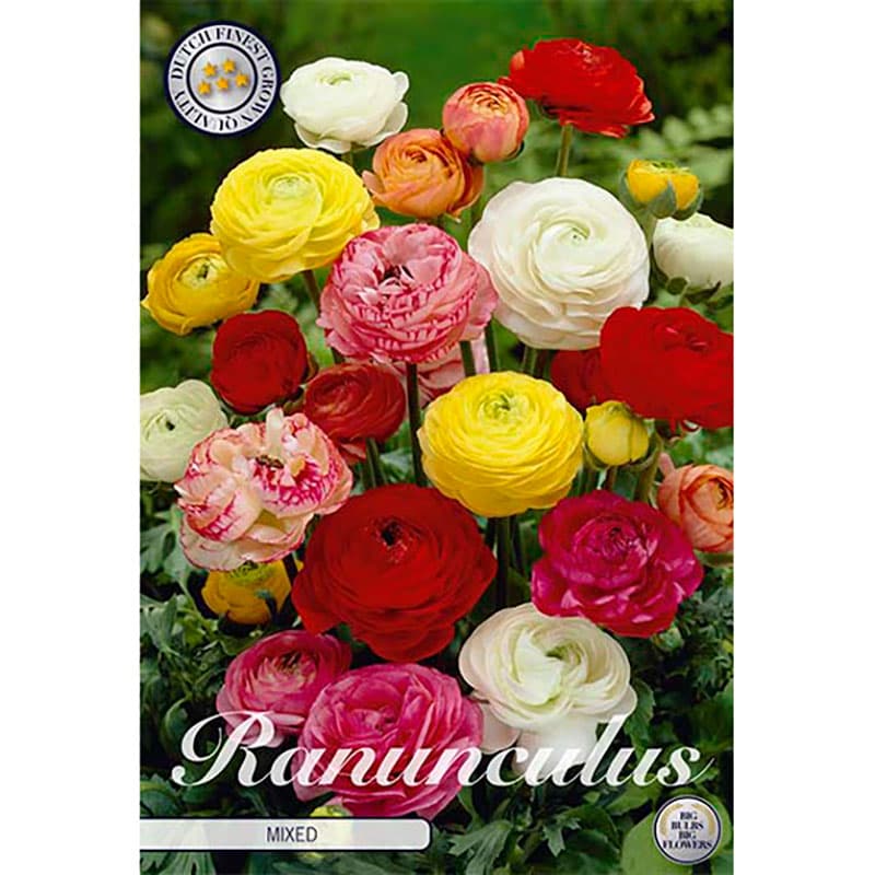 Bukettranunkel mix 10 knölar färgmix 30 cm juli sep sol halvskugga Ranunculus 6/7