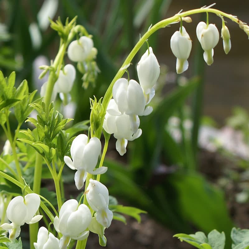 Löjtnantshjärta Alba, vit maj–jun 60–80 cm halvskugga elegant 1 st rötter  2/3