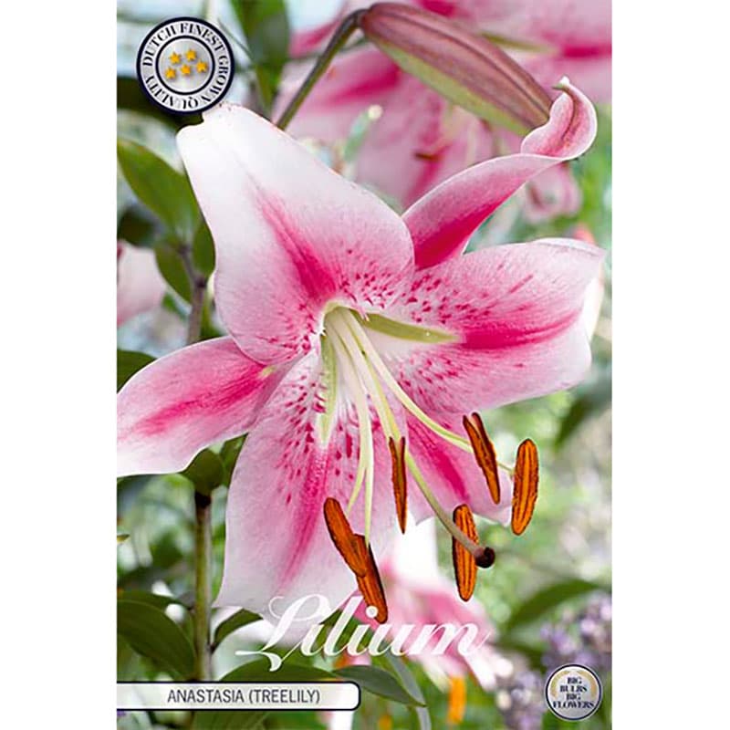 Orientkejsarlilja 'Anastasia' 2 lökar rosa vit oriental höjd 120 cm juli–aug sol/halvskugga