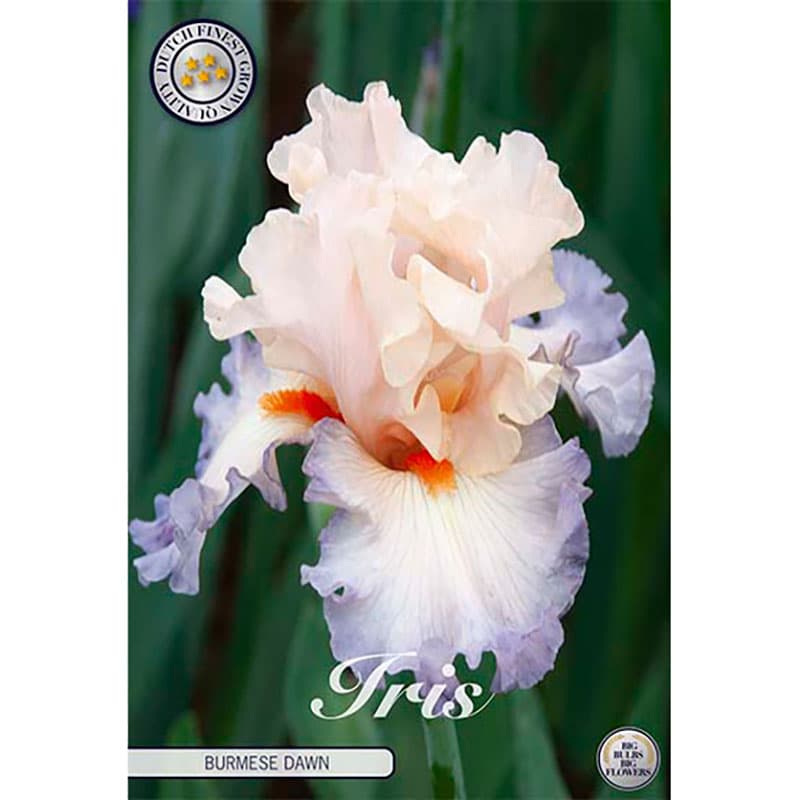 Skäggiris 'Burmese Dawn' 1 knöl pastell 90 cm juni sol halvskugga veckade kronblad