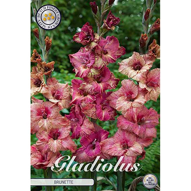 Lökar & knölar - Gladiolus