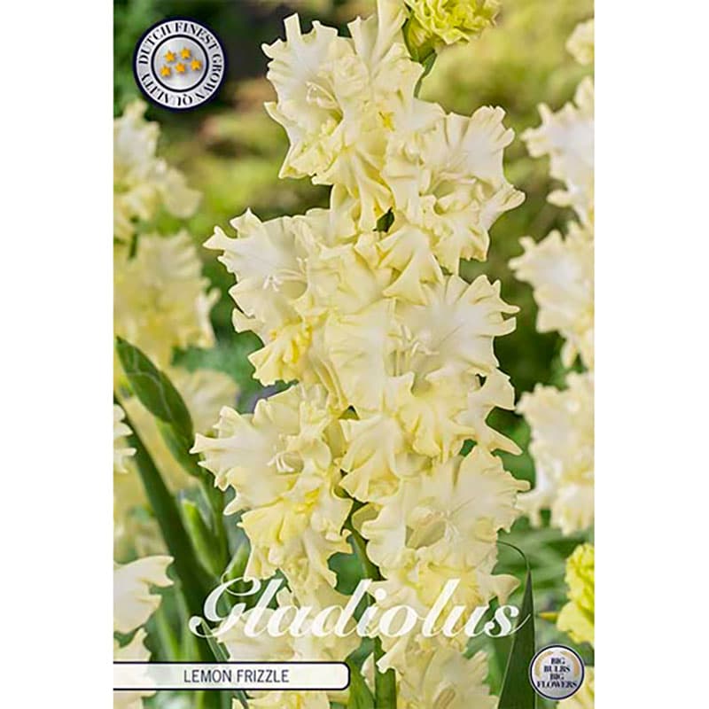 Gladiolus 'Lemon Frizzle' 10 lökar gul vit veckad höjd 100 cm juli–aug sol/halvskugga