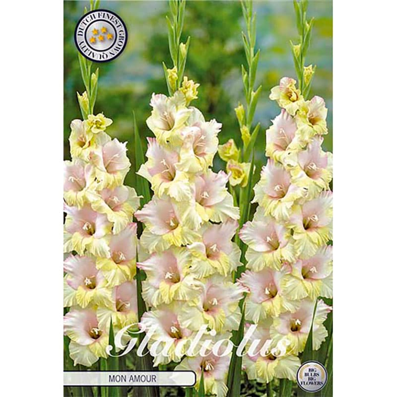 Gladiolus 'Mon Amour' 10 lökar lila rosa gul höjd 100 cm juli–aug sol/halvskugga